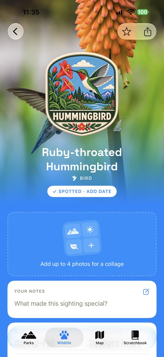 Scratchbook: Ruby-throated hummingbird patch, sighting details, and photos